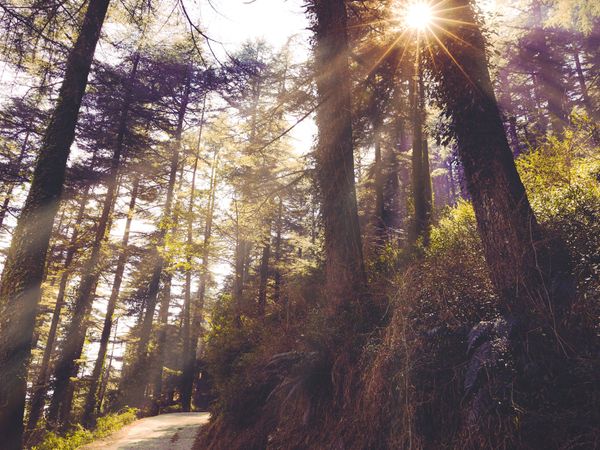 Dharamkot - Village in Dharamshala, Himachal Pradesh